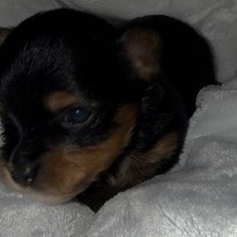 Mia - Black and tan female Yorkshire Terrier puppy in Aurora, Colorado from Lavish Yorkies
