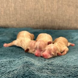 Boy 1 - Gold sable male Havapoo puppy in Surprise, Arizona from Huckleberry Doodles