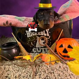Yellow Collar - Black and rust female Doberman Pinscher puppy in Canton, Ohio from Aaliyah’s Dobies