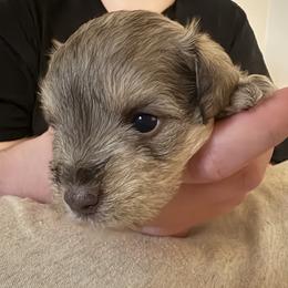 Maggie - Liver female Miniature Schnauzer puppy in Troutdale, Oregon from Krystle's Miniature Schnauzers