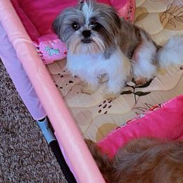 Shih Tzus from Pretty Paws Shih Tzu's