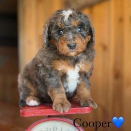 Cooper - Blue merle male Aussiedoodle puppy in Lancaster, Minnesota from Finney Ranch