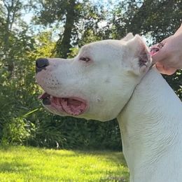 Dogo Argentino puppies from El Riachuelo Dogo Argentino