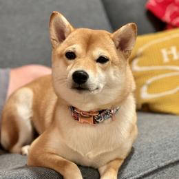 JL - Shiba Inu