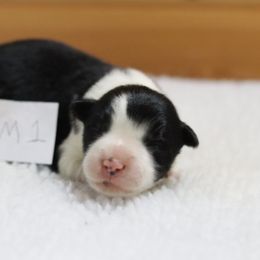 AKC Grand Champion Sired (BM1) - Black male Border Collie puppy in Noble, Oklahoma from CheckItOut Border Collies