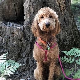 Ginger - Goldendoodle