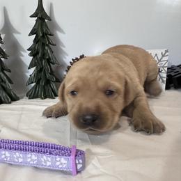 Lavender - Yellow female Labrador Retriever puppy in Newton Grove, North Carolina from Wayalife Labradors & Gsp’s
