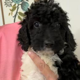 1400.00 Panda: White Collar - Parti female Goldendoodle puppy in Raceland, Louisiana from Cajun Doodles