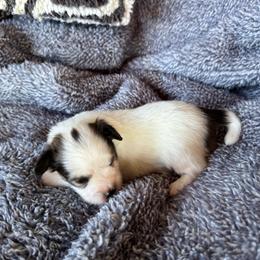 Laken's white and red sable boy - White and sable male Papillon puppy in Shirley, Arkansas from Lucky Pups