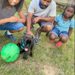 Boxer Puppies from Furevermore Boxers