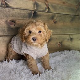 Ashton - Brown male Cockapoo puppy in Middlebury, Indiana from Pine Grove Canines