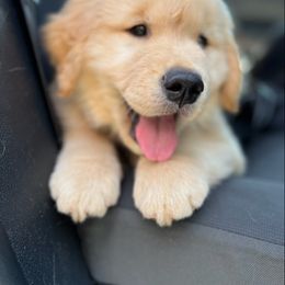 Golden Retriever Puppies from Davis Pond Goldens