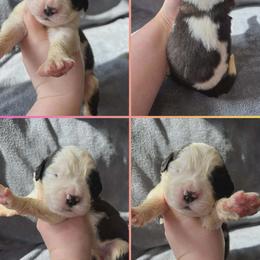 Girl 4 - female Saint Bernard puppy in Saltsburg, Pennsylvania from Loyal Ridge Saint Bernards