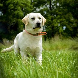 Dilute Retriever All Grown Up from Roaming Lab Farms