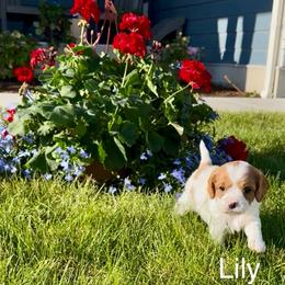 Lily - Blenheim female Cavapoo puppy in Smithfield, Utah from Shoemaker Farm & Cavapoo Kennel
