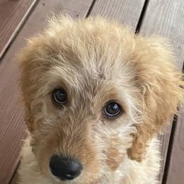 Goldendoodles from Deer Camp Doodles