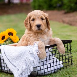 Goldendoodle Puppies from Ellie's Goldendoodles