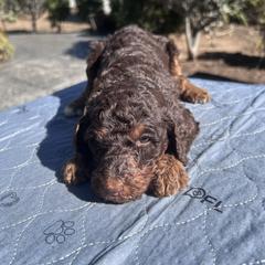 Ember Lace - Brown female Poodle puppy in Corona, California from Garden Of Poodles