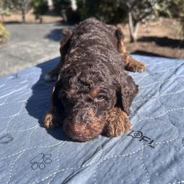 Ember Lace - Brown female Poodle puppy in Corona, California from Garden Of Poodles