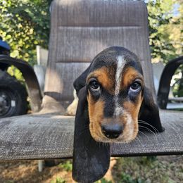 Mosby - Black brown and white male Basset Hound puppy in Pleasant Lake, Michigan from Pleasant Bay Basset Hounds
