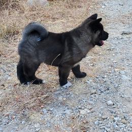 Akita Puppies from Folklore Akitas