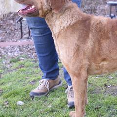 Chesapeake Bay Retrievers from Sandy Oak Acres