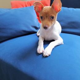 Rat Terrier Puppies from CaliRats Rat Terriers