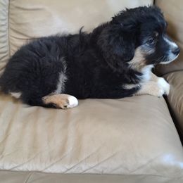 "Winston; male" Miniature Australian Shepherd Puppies from April Meadows Farm