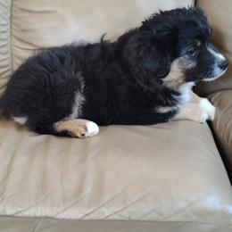 "Winston; male" Miniature Australian Shepherd Puppies from April Meadows Farm