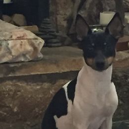 Rat Terriers from Sugarloafer Rat Terriers