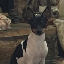 Rat Terriers from Sugarloafer Rat Terriers