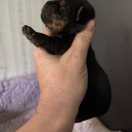 Jimmy - Black and tan male Yorkshire Terrier puppy in Lamar, Missouri from RJ’S Classy Yorkies