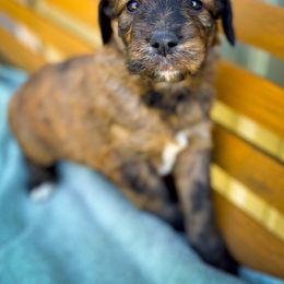 Bernedoodle and Siberian Husky Puppies from Timberline Paws