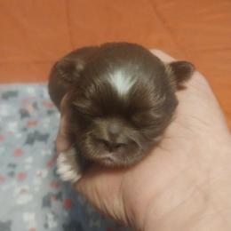 Girl 3 - Chocolate female Shih Tzu puppy in Eastanollee, Georgia from G & J Shih Tzu