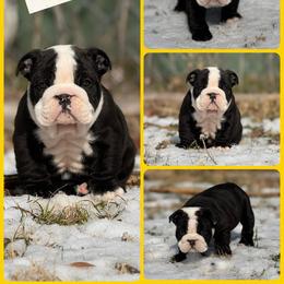 Panda - Brindle female Bulldog puppy in Quinlan, Texas from Wright Way Retrievers
