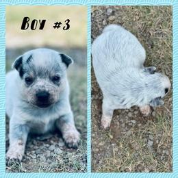 Boy 3 - Blue speckled male Australian Cattle Dog puppy in Prague, Oklahoma from S&B Cattle Co.
