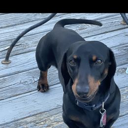 Dachshund Puppies from Rock Island Miniature Dachshunds