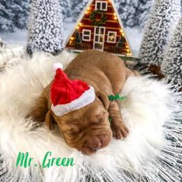 Mr. Green - Yellow male Labrador Retriever puppy in Lake City, Michigan from Loon Lake Labradors