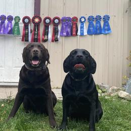 Labrador Retrievers from Maple Ridge Labs