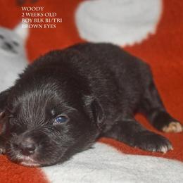 Woody - Black tri male Miniature Australian Shepherd puppy in Patterson, North Carolina from DreamLine Aussies
