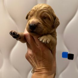Blue Black Collar - Dark golden male Golden Retriever puppy in Turtlepoint, Pennsylvania from Allegheny River Retrievers