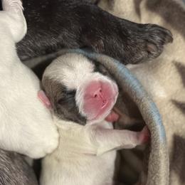 French Bulldog Puppies from Pawcific Coast Bullies