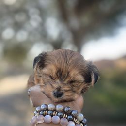 Biewer Terrier, Yorkipoo, and Yorkshire Terrier Puppies from Tiny Paws Luxury Pets