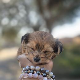Biewer Terrier, Yorkipoo, and Yorkshire Terrier Puppies from Tiny Paws Luxury Pets