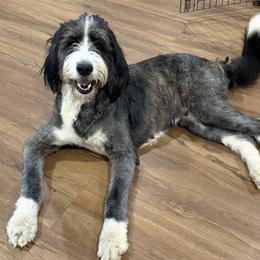 Remi - Bernedoodle