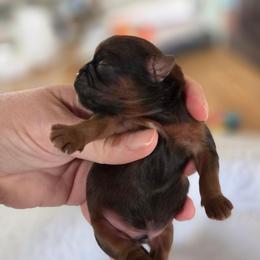 Flash - Red male Shih Tzu puppy in Waynesboro, Pennsylvania from Big Win Shih Tzus