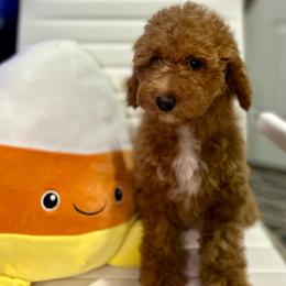 Independence (Indy) - Red  female Poodle puppy in Herriman, Utah from Shaggy Mountain Pups LLC