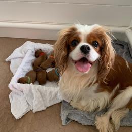 Cavalier King Charles Spaniel Puppies from Holston Mountain Cavaliers