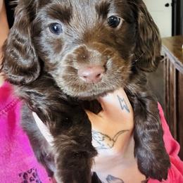 Boy 1 - Chocolate male Dachshund puppy in Oklahoma from DRB Dachshunds
