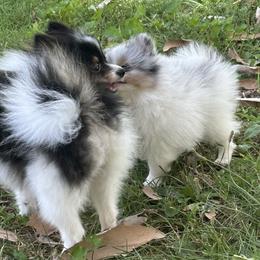 Pomeranians from Tiny Paw Pomeranians
